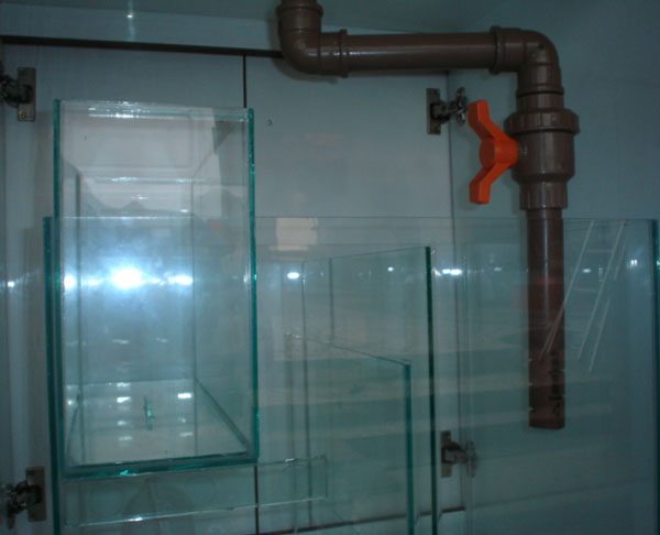 Fotos Aquários e Equipamentos Peixe Acará Disco Campinas