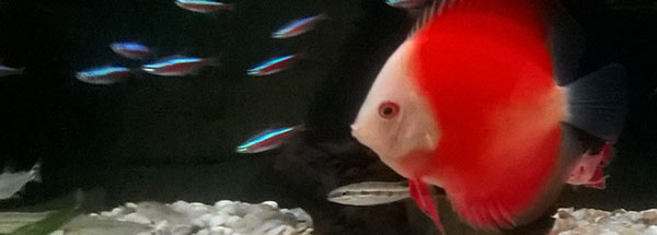 Cuidados com o Peixe Acará Disco
