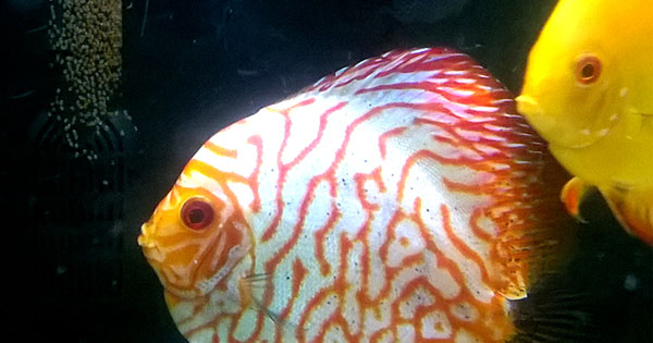 Cuidados com o Peixe Acará Disco