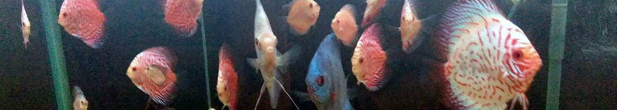 Cuidados com o Peixe Acará Disco