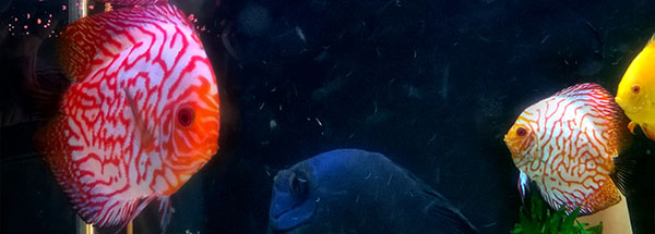 Cuidados com o Peixe Acará Disco